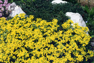 Erysimum sylvestre ssp aurantiacum